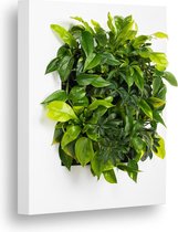 Living Plant Painting LivePicture 1 blanc 72 x 72 x 7 cm plantes incluses