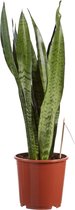 Sanseveria, vrouwentong – ↨ 50cm – ⌀ 17cm
