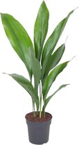 Aspidistra – ↨ 60cm – ⌀ 15cm