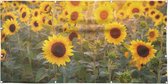 Tuinposter - Zonnige zonnebloemen - zon- en waterbestendig - 300x200 cm