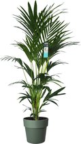 Hellogreen Kamerplant - XL Kentia Palm - 170 cm - ELHO B.for groen