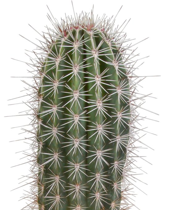 Pachycereus – Pringlei – Hoogte 40cm