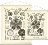 Triceratium - Diatome (Kunstformen der Natur), Ernst Haeckel - Foto op Textielposter - 45 x 60 cm