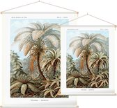 Alsophila - Filicinae (Kunstformen der Natur), Ernst Haeckel - Foto op Textielposter - 60 x 80 cm