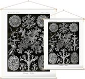 Cladonia - Lichenes (Kunstformen der Natur), Ernst Haeckel - Foto op Textielposter - 90 x 120 cm