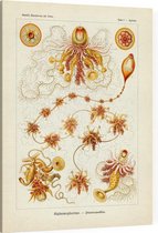 Epibulia - Siphonophorae (Kunstformen der Natur), Ernst Haeckel - Foto op Canvas - 30 x 40 cm