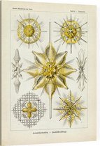 Xiphacantha - Acanthometra (Kunstformen der Natur), Ernst Haeckel - Foto op Canvas - 45 x 60 cm