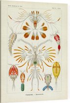 Calanus - Copepoda (Kunstformen der Natur), Ernst Haeckel - Foto op Canvas - 30 x 40 cm