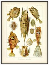 Ostracion - Ostraciontes (Kunstformen der Natur), Ernst Haeckel - Foto op Akoestisch paneel - 120 x 160 cm
