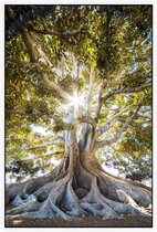 Prachtige boom in het zonlicht - Foto op Akoestisch paneel - 150 x 225 cm