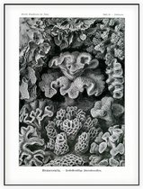 Turbinaria - Hexacoralla (Kunstformen der Natur), Ernst Haeckel - Foto op Akoestisch paneel - 60 x 80 cm