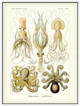 Octopus - Gamochonia (Kunstformen der Natur), Ernst Haeckel - Foto op Akoestisch paneel - 120 x 160 cm
