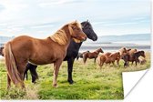 Poster Kudde IJslander paarden in groen gras - 90x60 cm