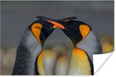 Verliefde pinguïns kussen met snavels 30x20 cm - klein - Foto print op Poster (wanddecoratie woonkamer / slaapkamer)