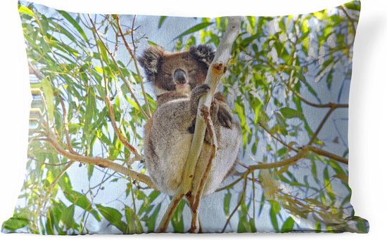 Buitenkussens - Tuin - Een koala in een boom voor een blauwe lucht - 60x40 cm