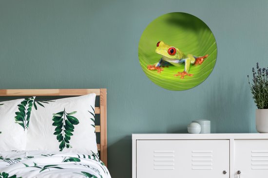 Grenouille ara aux yeux rouges sur une feuille au Costa Rica Sticker mural cercle mural 50x50 cm / cercle papier peint / cercle mural / cercle vivant - autocollant & coupe ronde