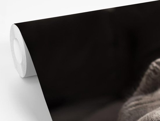 Papier peint Papier peint photo en vinyle - Chat sur une chaise grise largeur 330 cm x hauteur 220 cm - Tirage photo sur papier peint (disponible en 7 tailles)