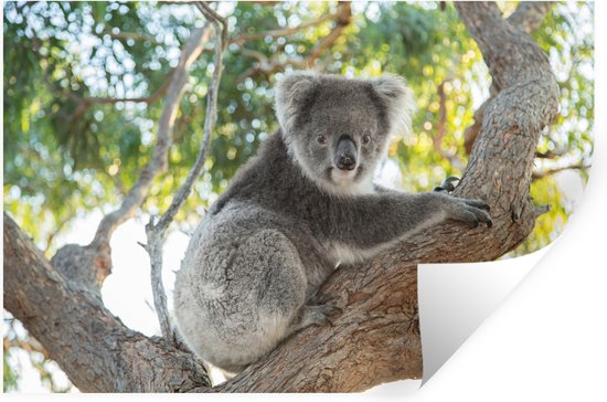 Stickers muraux - Sticker Feuille - Koala est assis dans un arbre - 30x20  cm - Feuille... | bol