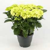 Bloem van Botanicly – Hortensia – Hoogte: 50 cm – Hydrangea macrophylla Caipirinha