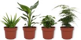 Set van 4 Kamerplanten - Aloe Vera & Asparagus Plumosus & Coffea Arabica & Strelitzia Reginae - ± 25cm hoog - 12cm diameter