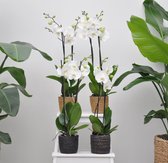 White world orchidee pakket (Phalaenopsis)