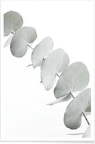 JUNIQE - Poster Eucalyptus White 3 -40x60 /Groen & Wit