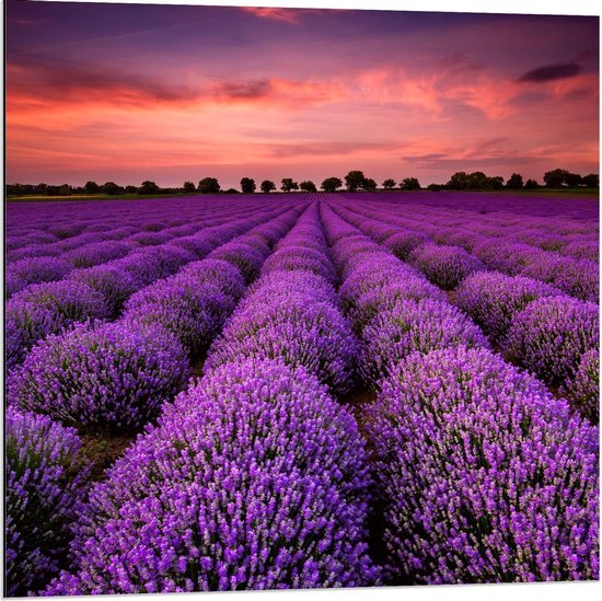 Dibond - Bosjes Lavendel op Veld - 80x80cm Foto op Aluminium (Wanddecoratie van metaal)