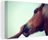 Haflinger cheval toile 2cm 120x80 cm - Tirage photo sur toile peinture (Décoration murale salon / chambre) / animaux sauvages Peintures sur toile