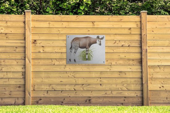 Illustration d'un poster de jardin Okapi 80x60 cm - Toile de jardin / Toile d'extérieur / Peintures d'extérieur (décoration de jardin)