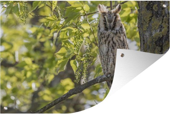 Un hibou à longues oreilles se repose haut dans un arbre Affiche de jardin 180x120 cm - Toile de jardin / Toile d'extérieur / Peintures d'extérieur (décoration de jardin) XXL / Groot format!