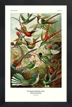 JUNIQE - Poster in houten lijst Haeckel - Hummingbirds and Trochilidae