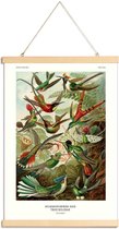 JUNIQE - Posterhanger Haeckel - Hummingbirds and Trochilidae