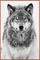 JUNIQE - Poster met kunststof lijst Winterwolf -30x45 /Grijs