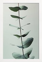 JUNIQE - Poster met houten lijst Eucalyptus Green -13x18 /Groen & Wit