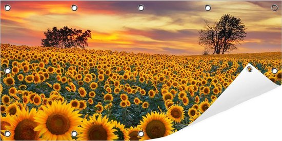 Tuinposter Zonnebloemen (Zonnebloemveld) 100 x 50 cm incl. Metalen ringen - (Buitenposter - Tuindoek - Buitencanvas - Schilderijen voor buiten - tuin decoratie)