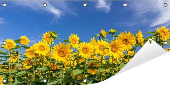 Tuinposter Zonnebloemen (Zonnebloemveld) 100 x 50 cm incl. Metalen ringen - (Buitenposter - Tuindoek - Buitencanvas - Schilderijen voor buiten - tuin decoratie)