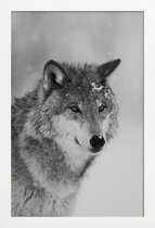 JUNIQE - Poster in houten lijst The Wolf -60x90 /Grijs
