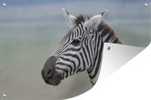 Tuinposter - Tuindoek - Tuinposters buiten - Zebra close-up - 120x80 cm - Tuin