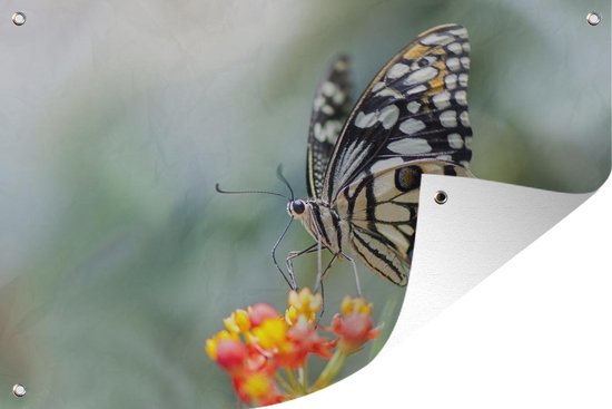 Pages papillon sur poster jardin fleuri 120x80 cm - Photo sur poster jardin / Peintures pour l'extérieur (décoration jardin)