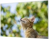 Wandpaneel Kat in de Lente  | 120 x 80  CM | Zilver frame | Akoestisch (50mm)