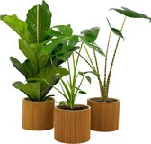 Kamerplanten van Botanicly – 3 × Vioolplant  in zeegras pot als set – Hoogte: 72 cm – Ficus Lyrata