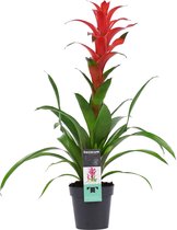 Plantjescoren.nl Decorum Guzmania Allura ↕ 60 cm Pot Ø 13 cm