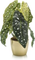 Kunstplant Begonia 30 cm in gouden pot