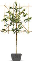 Laurier als leiboom | Prunus laurocerasus Elly | Stamomtrek: 6-8 cm | Stamhoogte: 120 cm | Rek: 120 cm