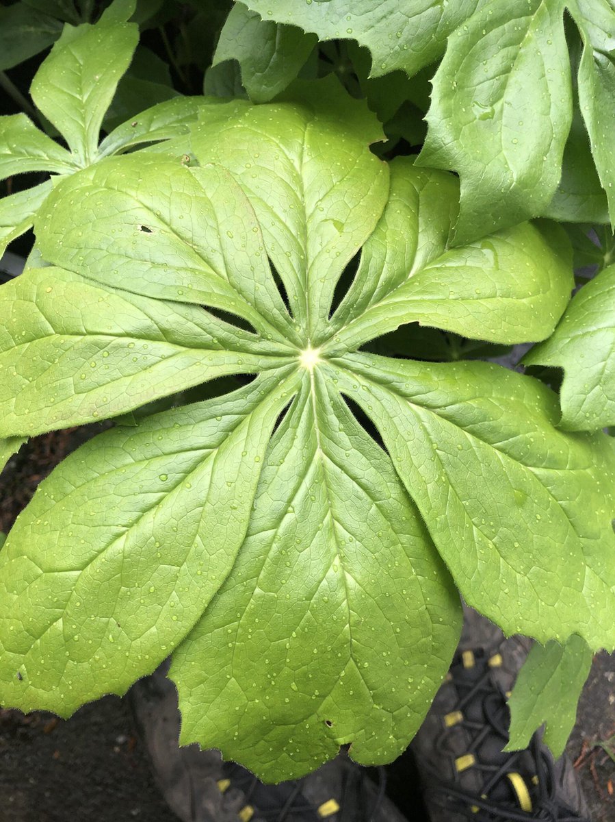 6 x Podophyllum peltatum - Voetblad - P9 Pot (9 x 9cm) - Dima Vaste Planten