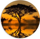 Dibond Wandcirkel - Olifanten onder Boom - 80x80cm Foto op Aluminium Wandcirkel (met ophangsysteem)