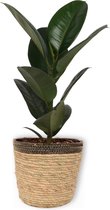 Kamerplant Ficus Robusta - ± 70cm hoog – 19cm diameter - in siermand met zwarte rand