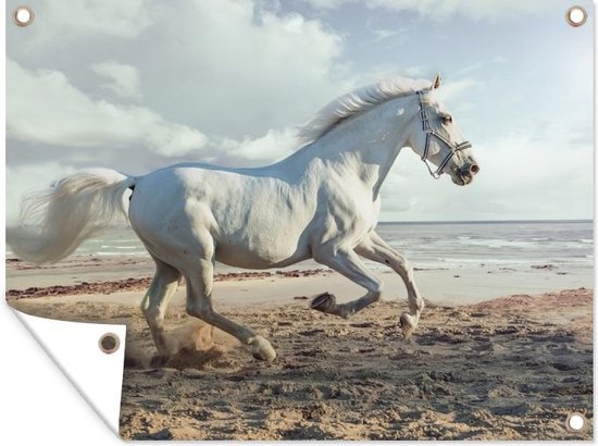 Activiteiten bij Rijstal Le Cheval - Paardrijden op het strand - Rijstal Le Cheval