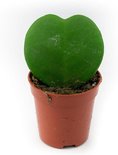 Find the perfect Hoya Kerrii for you on Bol.com
