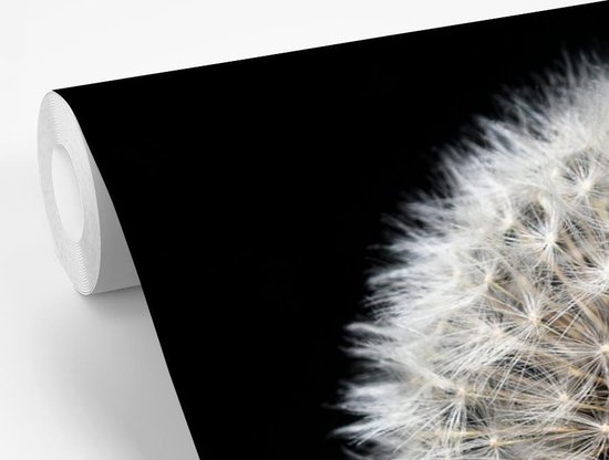 Papier peint photo peint vinyle - Un pissenlit sur fond noir largeur 525 cm x hauteur 350 cm - Tirage photo sur papier peint (disponible en 7 tailles)